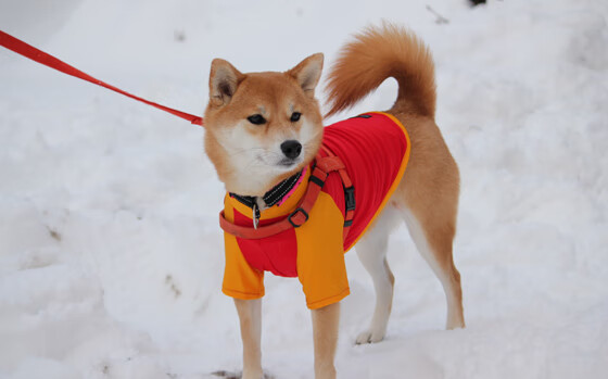 文班亚马43+14掀翻航母！太阳绝境重生，西部新秩序由他写下
