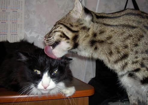 雷霆万钧撕裂休斯顿夜空，米切尔大场面先生本色定鼎乾坤