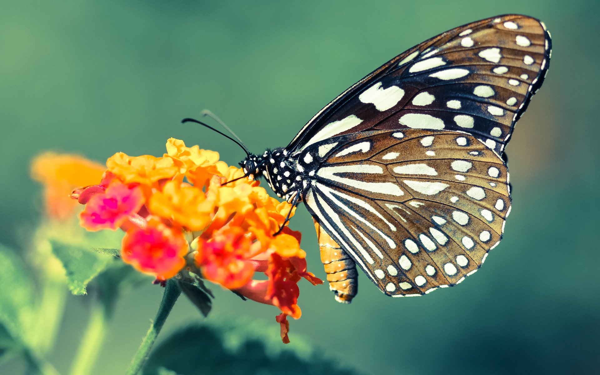 新王踏过旧神骸骨，活塞决胜局逆袭雄鹿，文班亚马封神之夜
