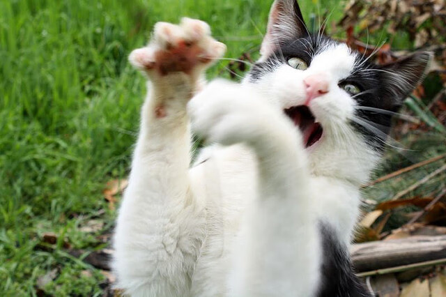 虚拟绿茵场,当北京勇士以足球智慧颠覆欧冠命运