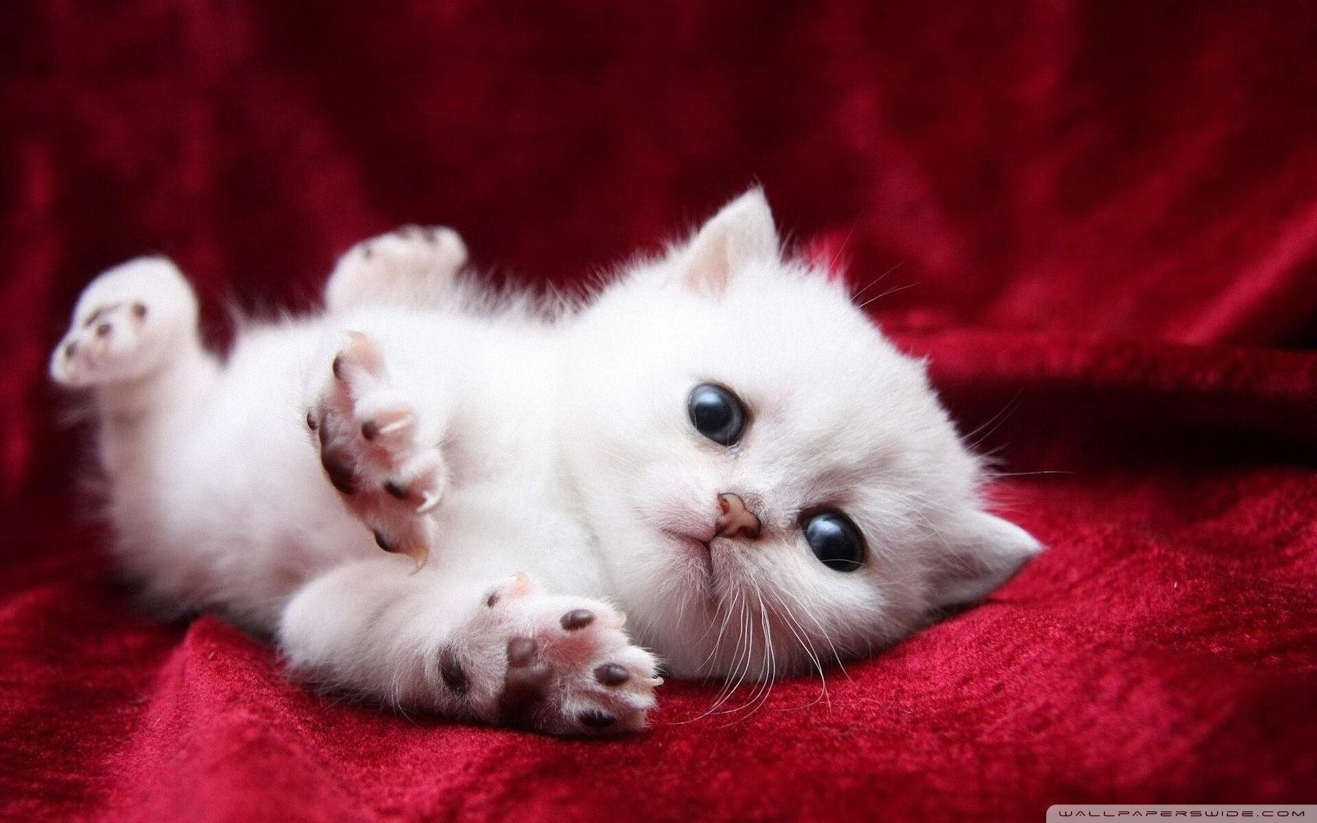 当橙衣压境蓝白,他独自举起皇冠