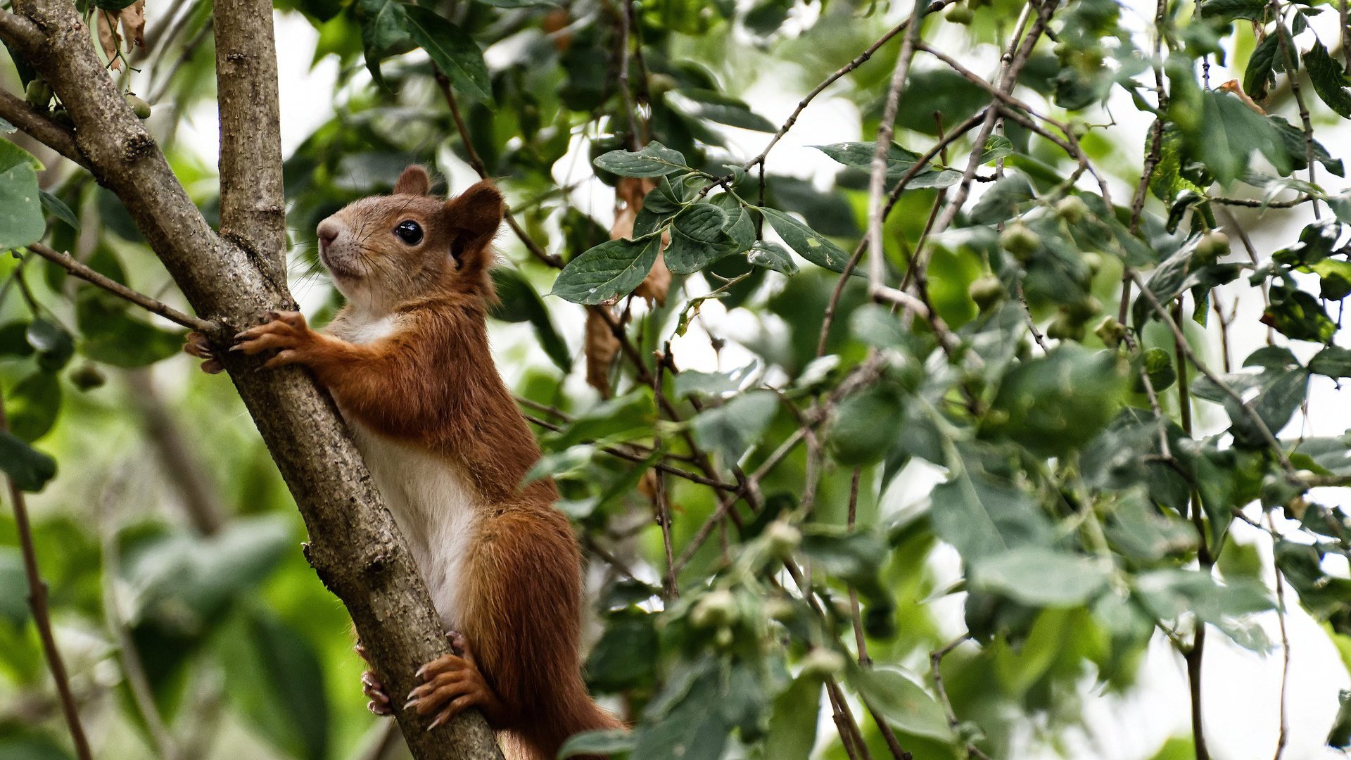 撕裂寂静,布伦森生死夜连珠炮,一瞬点燃百万心焰