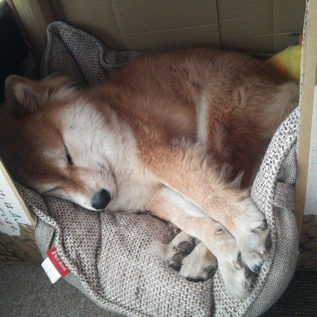 跨界风暴，尼日利亚鹰翼撕裂拜仁铁幕，哈弗茨时空连线戴帽定乾坤