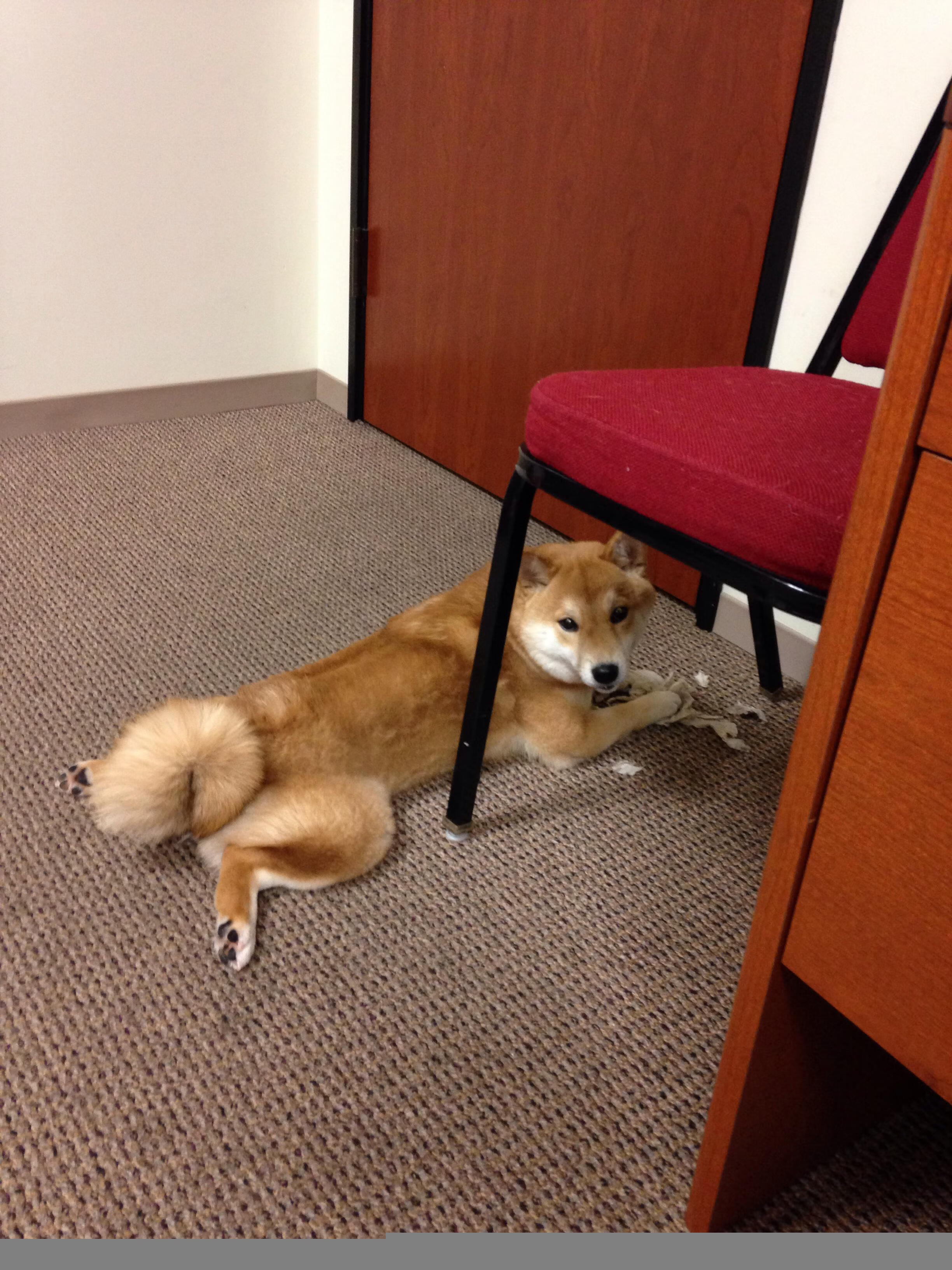 格列兹曼的曼舞，欧冠决赛之夜，一位巨星的传奇之路