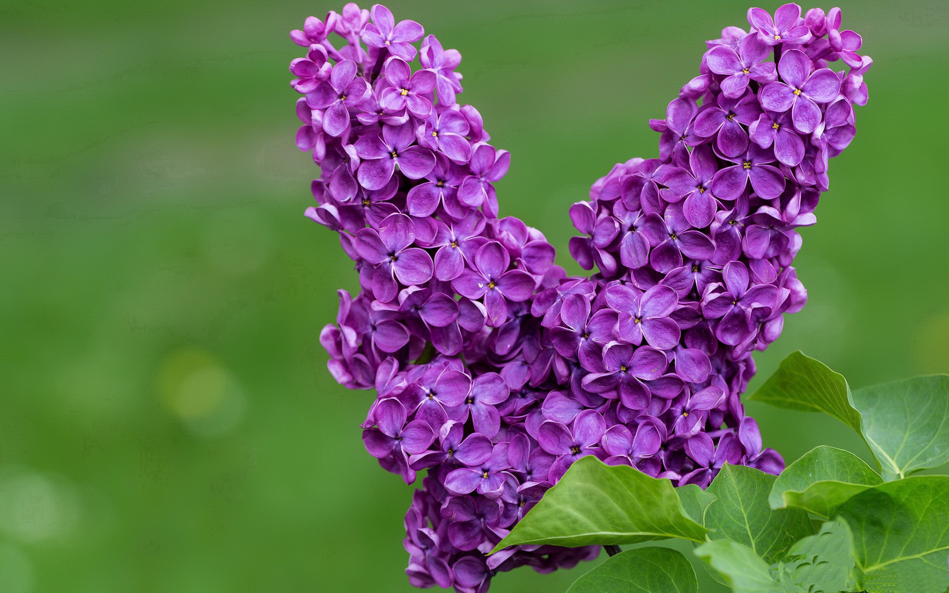 终极变奏，杰伦·格林如何用一记三分改写山西队的命运