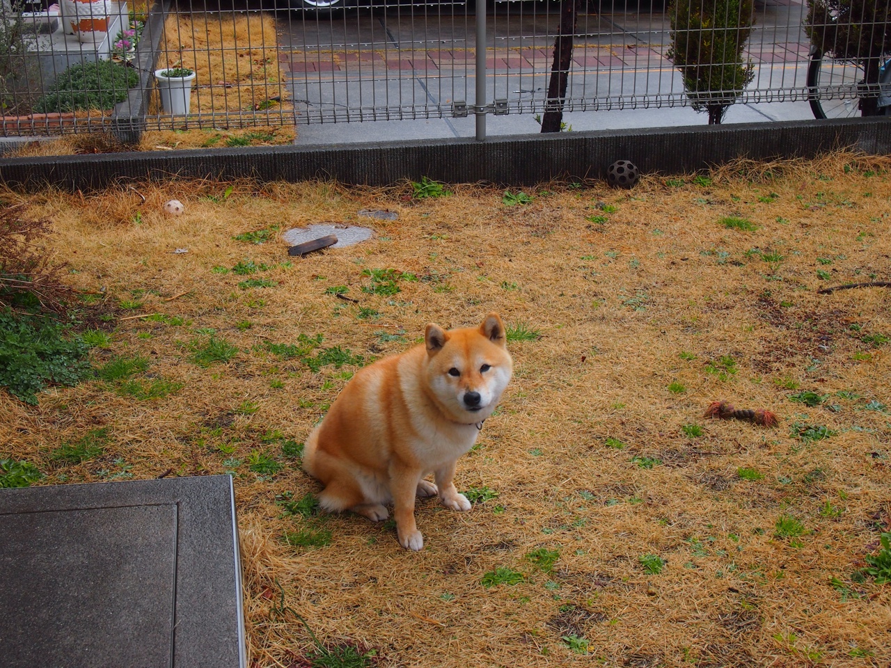 灰熊啃下生死战那晚，字母哥正在成为教科书