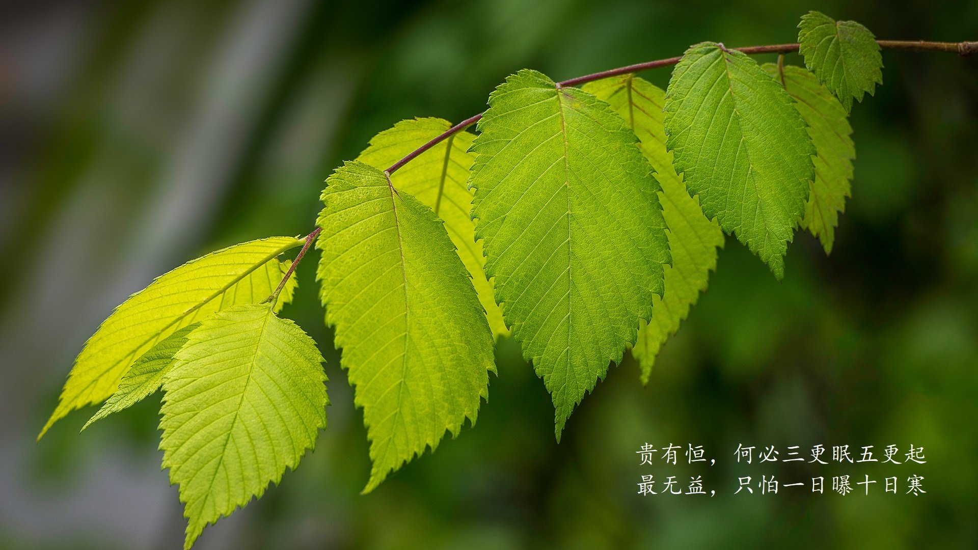布罗佐维奇，孤独的织网者，2026世界杯G组一场一人成军的失败美学