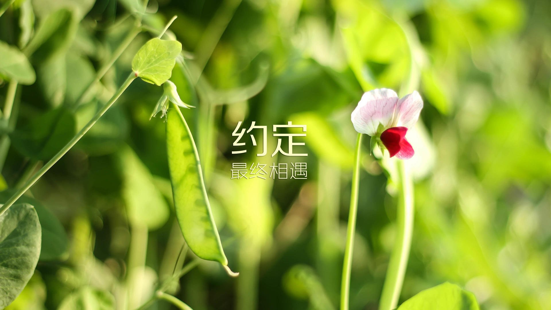 冰与火的重奏，当范戴克的唯一一脚在雷克雅未克写下永恒