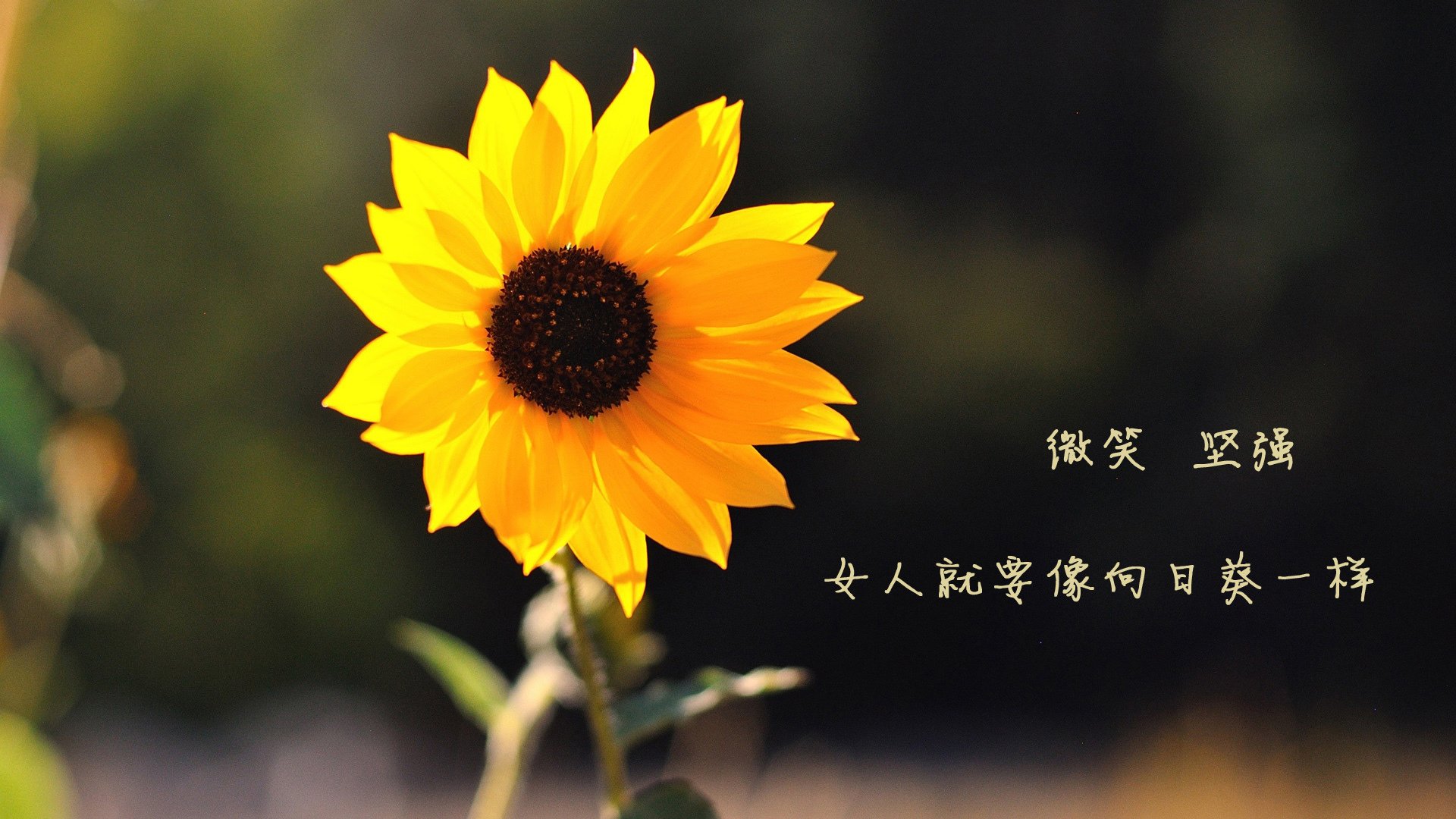 冰与火之巅，德容的战术革命，斯洛伐克用一场横扫撕碎德国战车