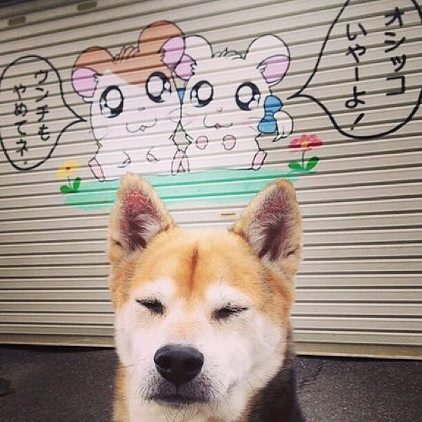 王座上的裂痕，当桑巴碾压之夜，撞上东瀛的致命一击