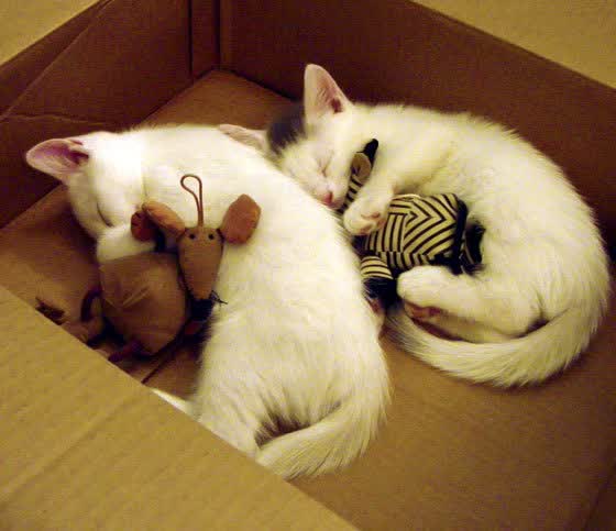 蓝衣军团的控球权杖,当奥斯梅恩在H组刺破太极虎的钢铁防线